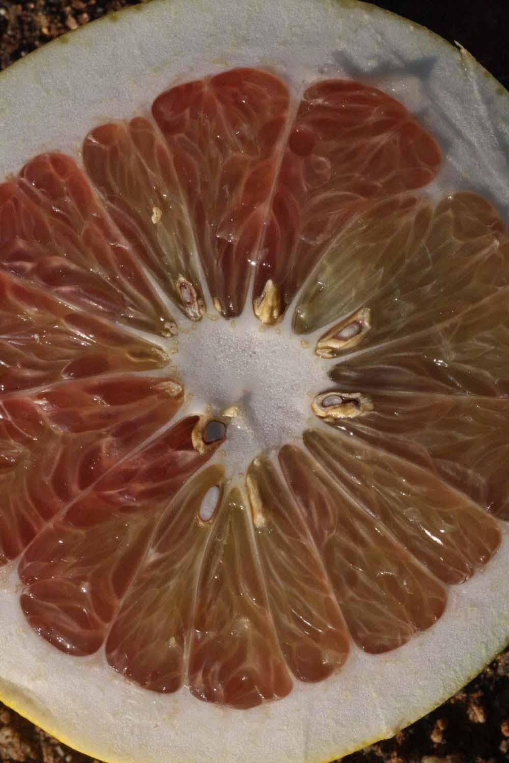              Fruit cross-section (Riverside, CA)       
